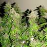 купить семена конопли дешево Chill OM feminised купить семена конопли дешево Chill OM feminised