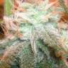 купить семена конопли аутдор Chill OM feminised купить семена конопли аутдор Chill OM feminised