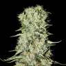купить семена конопли феминизированные Damnesia feminised купить семена конопли феминизированные Damnesia feminised