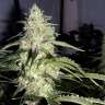 семена конопли Украина Auto Nefertiti feminised GanjaLiveSeeds семена конопли Украина Auto Nefertiti feminised GanjaLiveSeeds