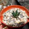 Купить семки кактуса Ariocarpus fissuratus var. hintonii