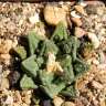 Заказать семки кактуса Ariocarpus fissuratus var. hintonii