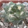 Семена кактуса Ariocarpus fissuratus var. hintonii купить