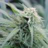 купить семена конопли дешево Water Lilly feminised купить семена конопли дешево Water Lilly feminised