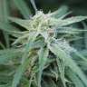 купить семена конопли феминизированные Water Lilly feminised купить семена конопли феминизированные Water Lilly feminised