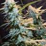 заказать семена конопли на сайте Auto Northern Lights x Blue feminised
 заказать семена конопли на сайте Auto Northern Lights x Blue feminised