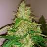 купить онлайн семена конопли с доставкой Auto Northern Lights x Blue feminised
 купить онлайн семена конопли с доставкой Auto Northern Lights x Blue feminised