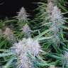 купить семена конопли элитных сортов Auto Northern Lights x Blue feminised
 купить семена конопли элитных сортов Auto Northern Lights x Blue feminised
