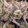 мощные семена конопли Auto Northern Lights x Blue feminised
 мощные семена конопли Auto Northern Lights x Blue feminised
