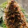 сортовые семена конопли Auto Northern Lights x Blue feminised
 сортовые семена конопли Auto Northern Lights x Blue feminised