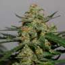 купить семена конопли интернет магазин Auto Damnesia feminised купить семена конопли интернет магазин Auto Damnesia feminised