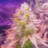 семена индийской конопли Russian Snow feminised GanjaLiveSeeds семена индийской конопли Russian Snow feminised GanjaLiveSeeds