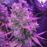 семена конопли автоцвет Russian Snow feminised GanjaLiveSeeds семена конопли автоцвет Russian Snow feminised GanjaLiveSeeds