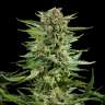 Auto New York City feminised GanjaLiveSeeds Auto New York City feminised GanjaLiveSeeds