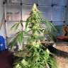 семена конопли Auto New York City feminised GanjaLiveSeeds семена конопли Auto New York City feminised GanjaLiveSeeds