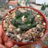 Купить недорого семена кактуса Ariocarpus fissuratus