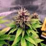 Auto Black Opium feminised Ganja Seeds Auto Black Opium feminised Ganja Seeds
