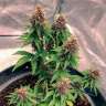 Auto Black Opium feminised Ganja Seeds Auto Black Opium feminised Ganja Seeds