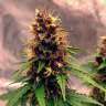 Auto Black Opium feminised Ganja Seeds Auto Black Opium feminised Ganja Seeds