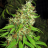 купить на сайте семки марихуаны Critical Super Silver Haze feminised
 купить на сайте семки марихуаны Critical Super Silver Haze feminised