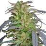 магазин семян конопли Critical Super Silver Haze feminised магазин семян конопли Critical Super Silver Haze feminised