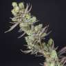 где купить семена конопли Massive Skunk feminised
 где купить семена конопли Massive Skunk feminised