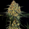 купить онлайн семена конопли Massive Skunk feminised
 купить онлайн семена конопли Massive Skunk feminised