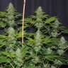 купить семена конопли Fruitylicious feminised