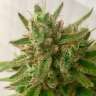 Купить семена Mandarine feminised Ganja Seeds Купить семена Mandarine feminised Ganja Seeds