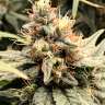 Семена конопли Mandarine feminised Ganja Seeds Семена конопли Mandarine feminised Ganja Seeds