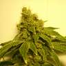 заказать семена конопли почтой White Widow feminised заказать семена конопли почтой White Widow feminised