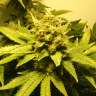 заказать качественные семена конопли White Widow feminised заказать качественные семена конопли White Widow feminised