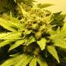 заказать на сайте семена конопли White Widow feminised заказать на сайте семена конопли White Widow feminised
