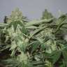 где можно заказать семена конопли White Widow feminised где можно заказать семена конопли White Widow feminised