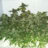заказать хорошие семена конопли White Widow feminised заказать хорошие семена конопли White Widow feminised