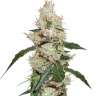 купить семена сортовой конопли White Widow feminised купить семена сортовой конопли White Widow feminised