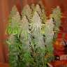 Семена конопли оптом White Widow feminised Ganja Seeds Семена конопли оптом White Widow feminised Ganja Seeds