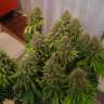 Семена конопли недорого White Widow feminised Ganja Seeds Семена конопли недорого White Widow feminised Ganja Seeds