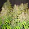 Качественные семена конопли White Widow feminised Ganja Seeds Качественные семена конопли White Widow feminised Ganja Seeds