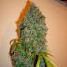 заказ семян конопли Auto Kali Mist feminised заказ семян конопли Auto Kali Mist feminised