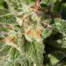 как феминизировать семена конопли Fruity Trips feminised как феминизировать семена конопли Fruity Trips feminised