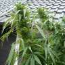 купить урожайные семена конопли Purple Paro Valley feminised купить урожайные семена конопли Purple Paro Valley feminised