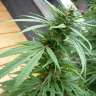 купить семена конопли феминизированные Purple Paro Valley feminised купить семена конопли феминизированные Purple Paro Valley feminised