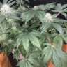 семена конопли интернет магазин Somango feminised GanjaLiveSeeds семена конопли интернет магазин Somango feminised GanjaLiveSeeds