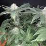 автоцветущие семена конопли Somango feminised GanjaLiveSeeds автоцветущие семена конопли Somango feminised GanjaLiveSeeds