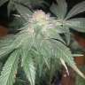 семена конопли феминизированные Somango feminised GanjaLiveSeeds семена конопли феминизированные Somango feminised GanjaLiveSeeds