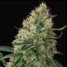Недорогие семена конопли Auto Sin Tra Bajo feminised Ganja Seeds Недорогие семена конопли Auto Sin Tra Bajo feminised Ganja Seeds