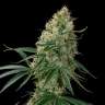 Семена конопли Auto Sin Tra Bajo feminised Ganja Seeds Семена конопли Auto Sin Tra Bajo feminised Ganja Seeds
