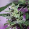 купить семена сортовой конопли MI5 feminised купить семена сортовой конопли MI5 feminised