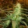 купить семена конопли феминизированные White Bhutanese feminised купить семена конопли феминизированные White Bhutanese feminised